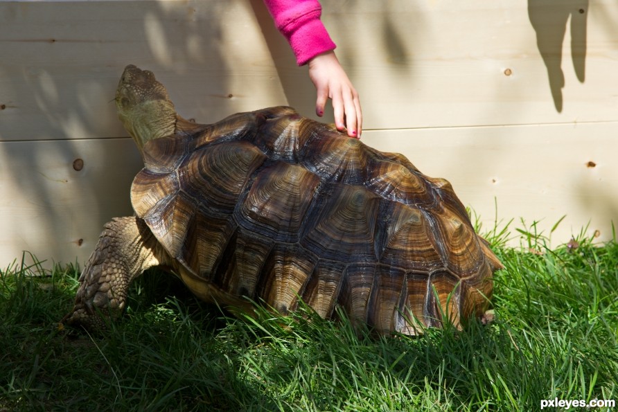 Touching a Turtle