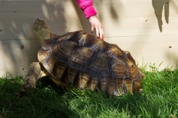 Touching a Turtle