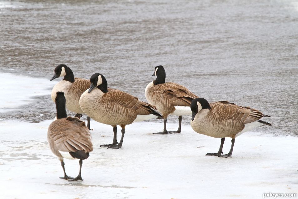 Canada Geese