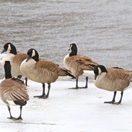 CanadaGeese