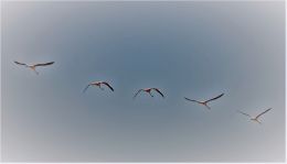 the flight