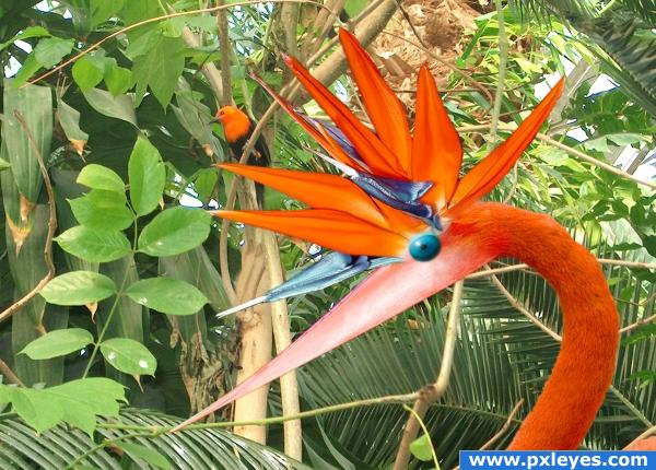 Creation of Bird of paradise: Final Result