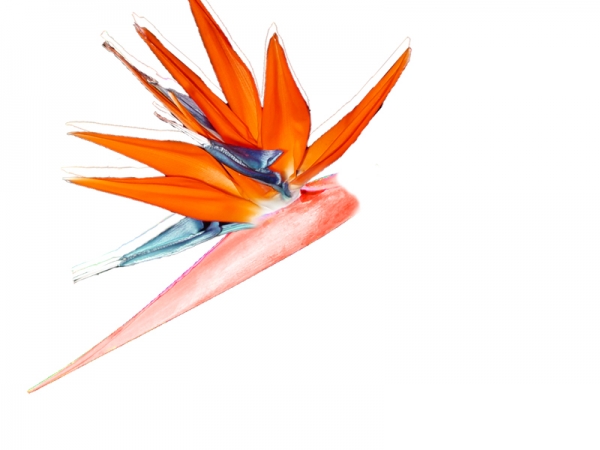 Creation of Bird of paradise: Step 2
