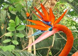 Birdofparadise