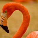 flamingo photoshop contest