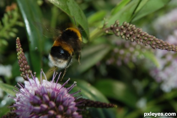 Flight of the Bumble bee