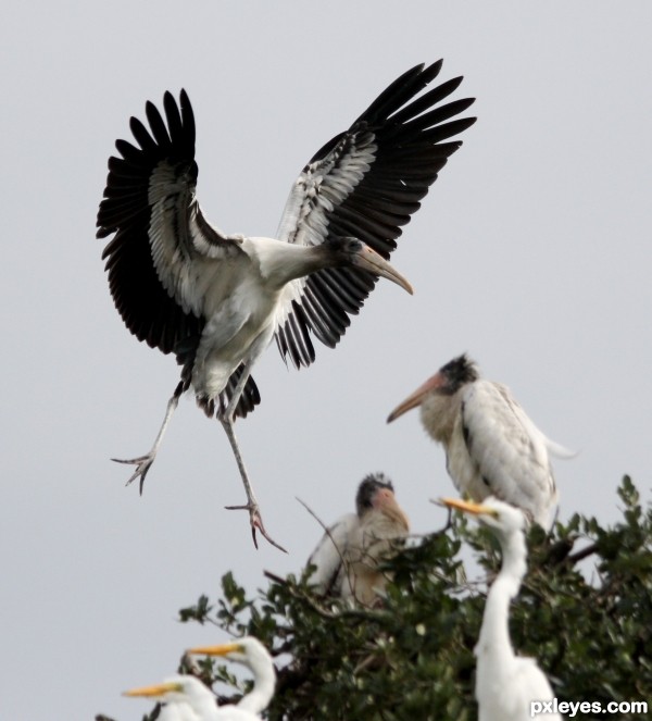 Most Clumsy birds Ive seen