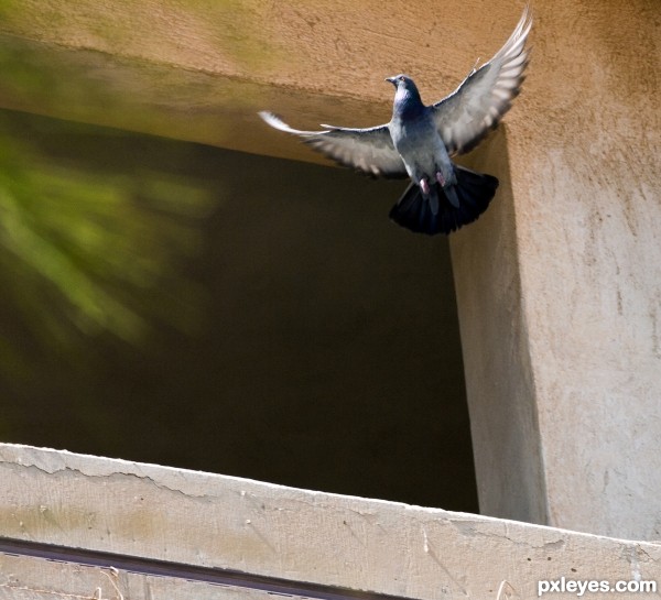 Pigeon takes  wing