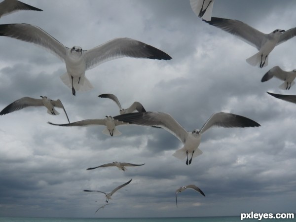 Seagulls