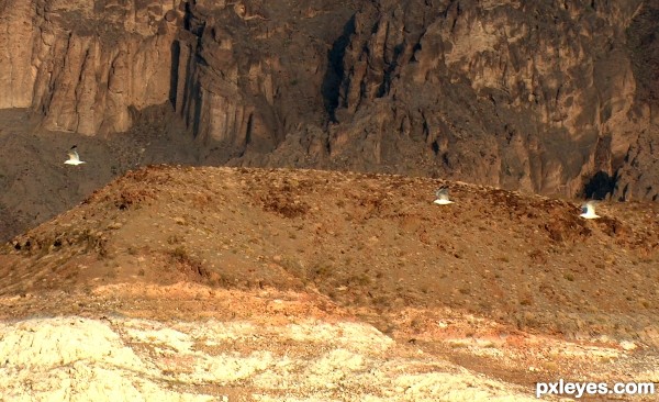 Seagulls in the Desert