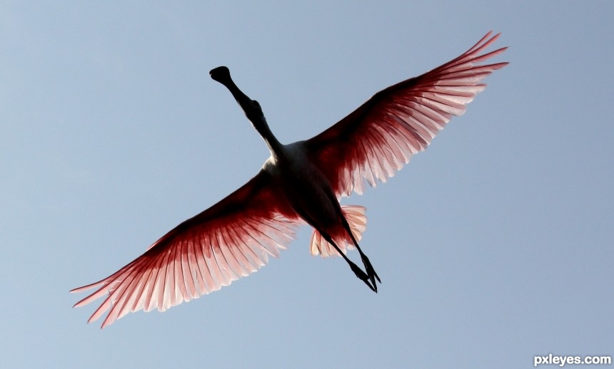 Spoonbill photoshop picture)