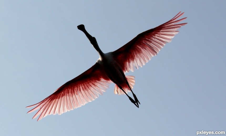 Spoonbill photoshop picture)
