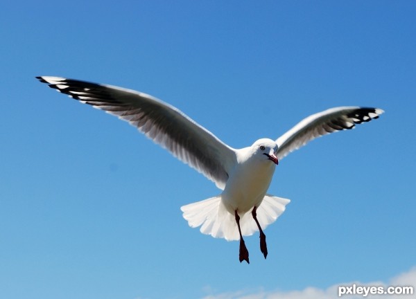 seagull in flight