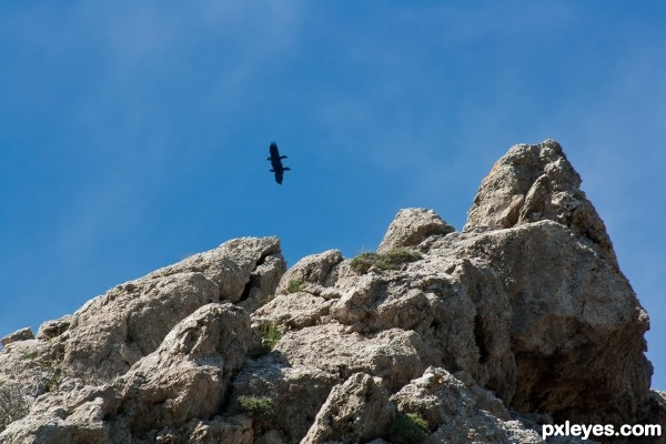 siamese ravens