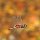 flight 2 photography contest