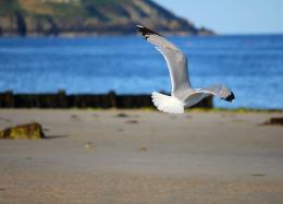 Freedom