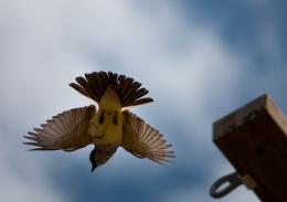 Looking Up