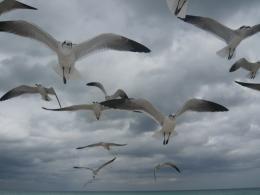 Seagulls