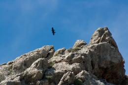 siamese ravens