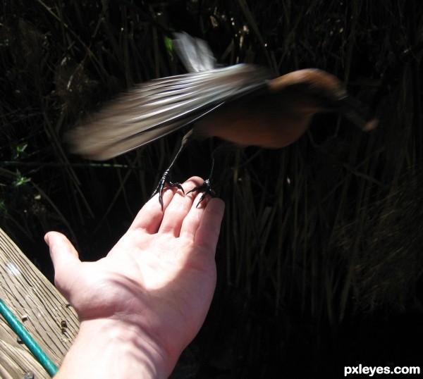 A bird in the hand