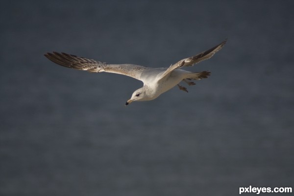 Seagul in Flight