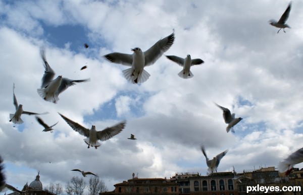 Seagulls on the Tiber river