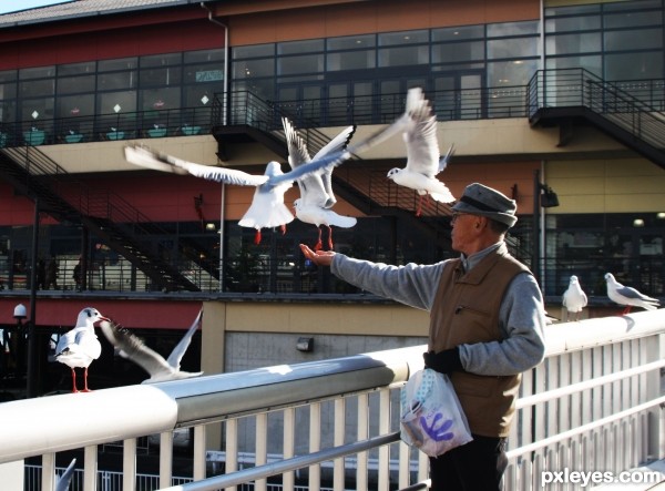 Feeding seagulls