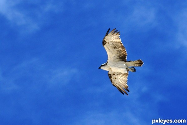 Gliding Osprey