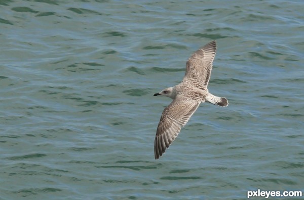 Bird at sea