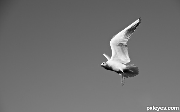 in flight