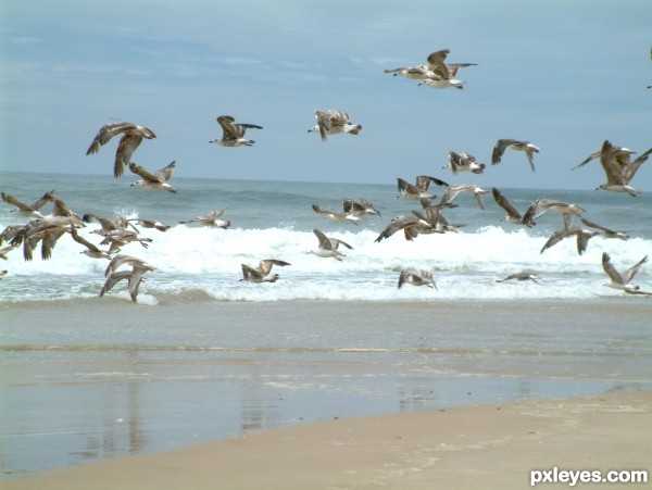 Birds enjoying the wind