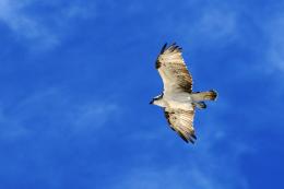 Gliding Osprey