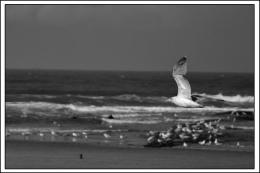 Bird at sea