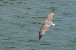 Birdatsea