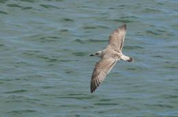 Bird at sea