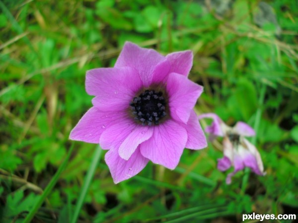 Anemone