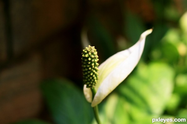 Anthurium