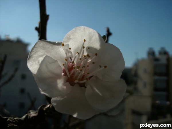 Apricot flower