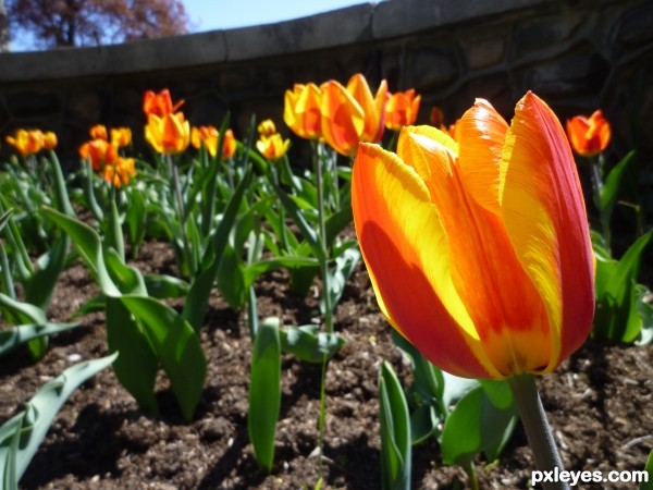 Beautiful Red&Yellow Tulips