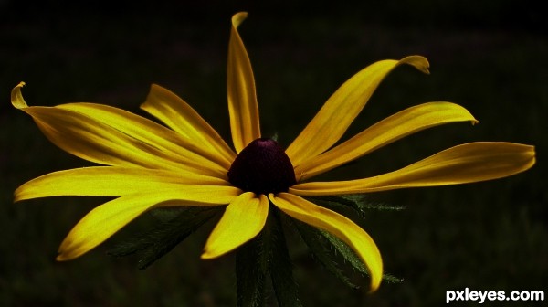 Black Eyed Susan photoshop picture)