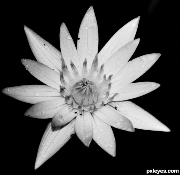 Black and White Flower