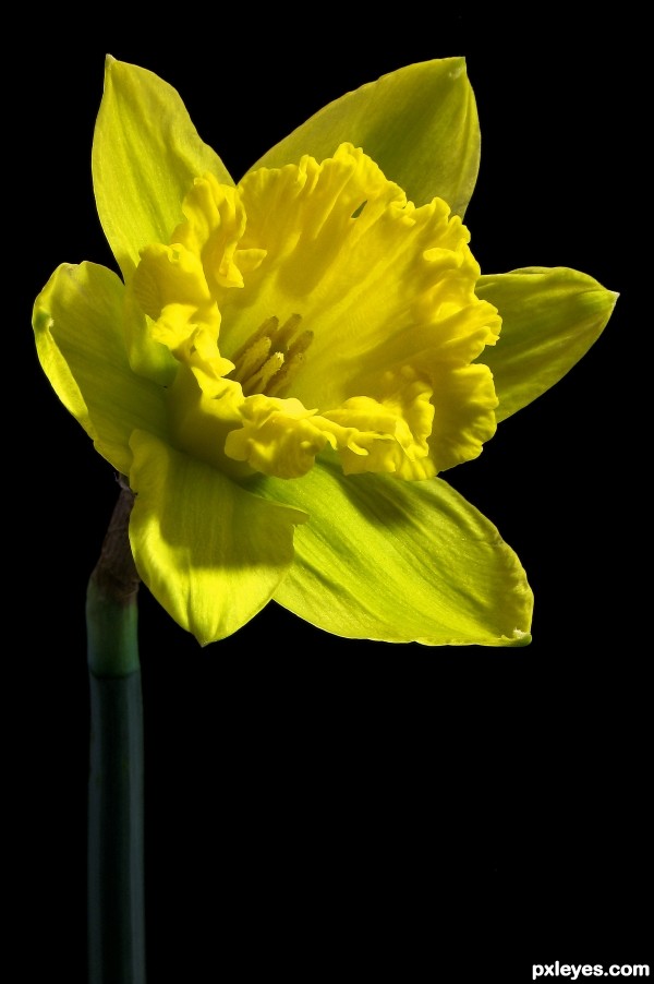 Daffodil