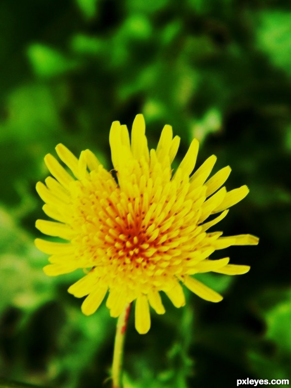 Dandilion