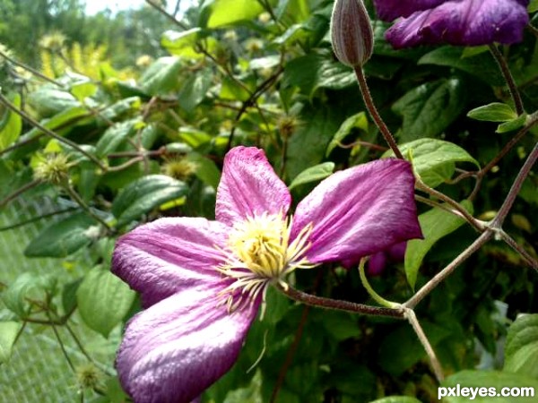 Flower Closeup