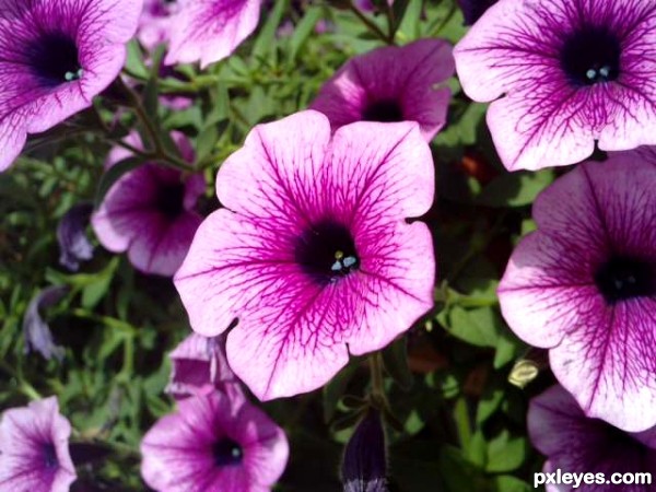 Flower Closeup