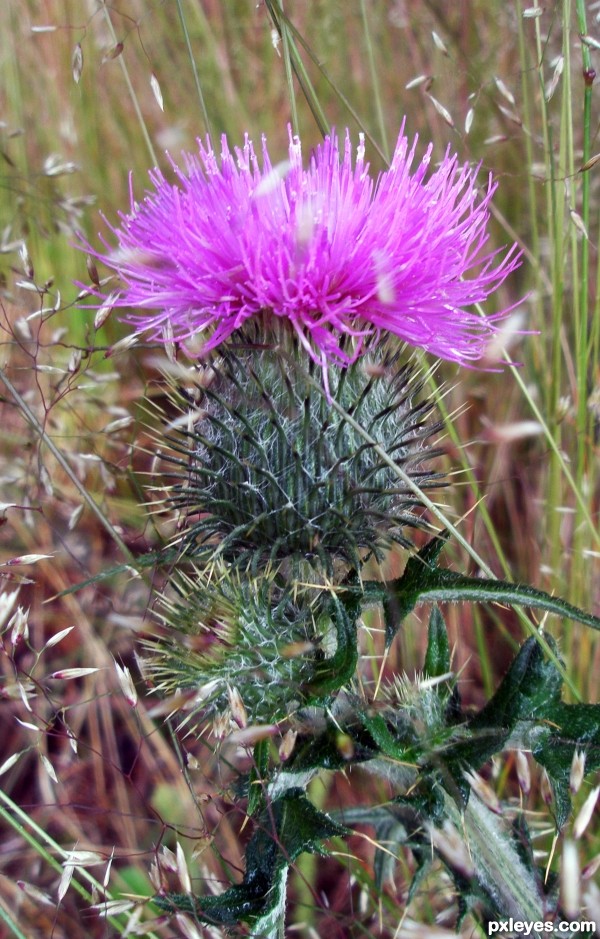 Flower of scotland
