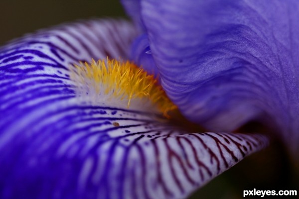 Iris