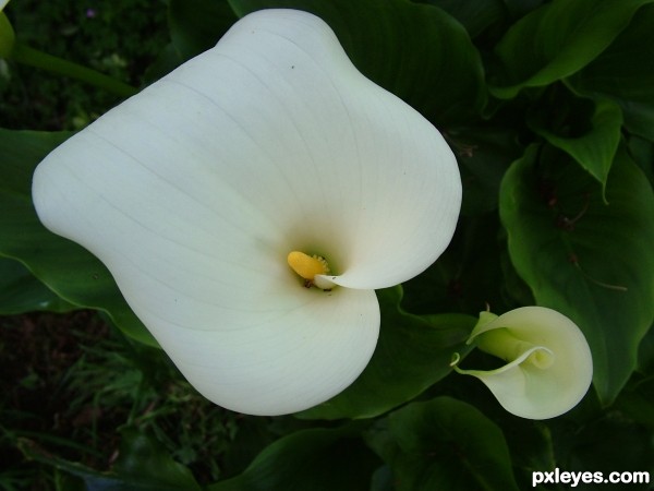 Jack in t Pulpit