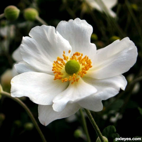 Japanese Anemone photoshop picture)