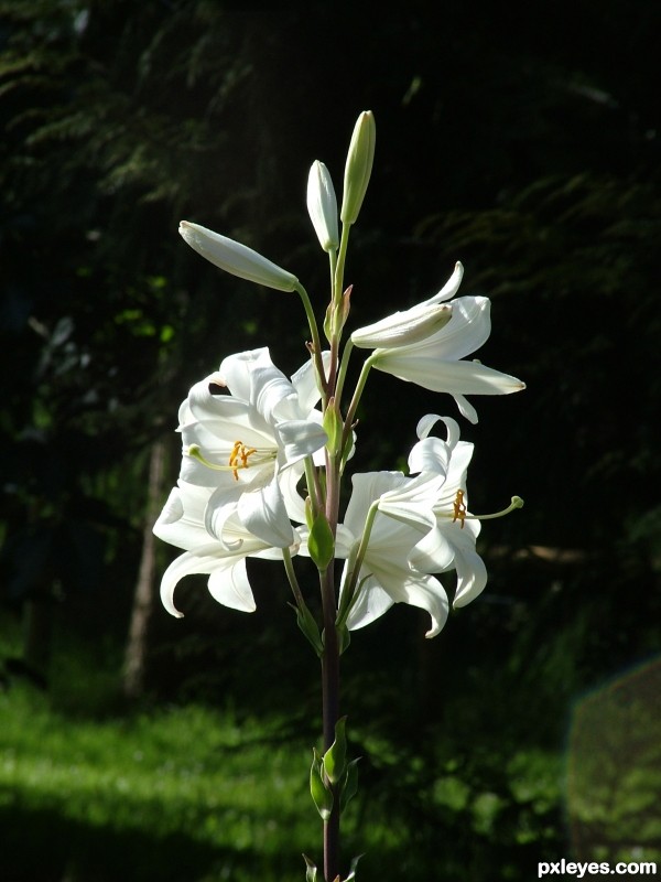 Lily Lily in the sun 